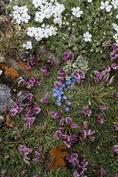 USA, Wyoming. Alpine wildflowers growing among rocks, Beartooth Pass