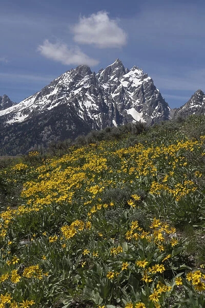 USA, Wyoming, Grand Teton National Park. Grand Teton Range and arrowleaf balsamroot wildflowers