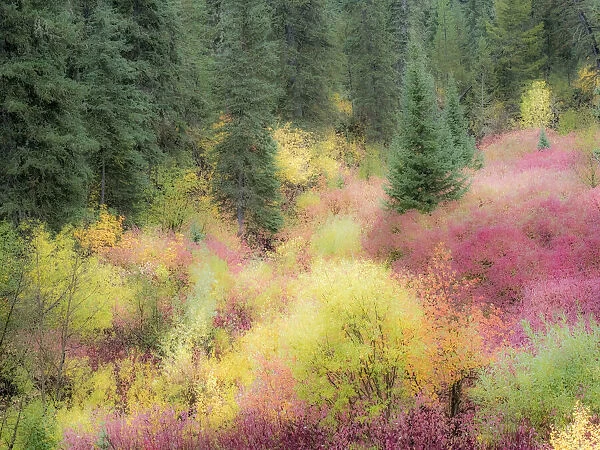 USA, Wyoming, Hoback fall colors along Highway 89 with Dogwood, Willow, Evergreens