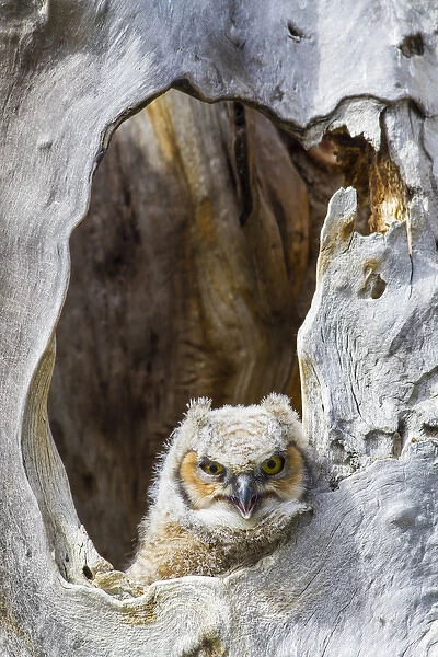 USA, Wyoming, Lincoln County, Great Horned owlet looking out of cavity nest
