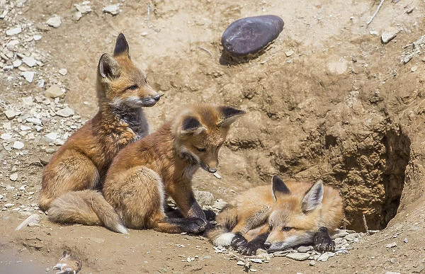 USA, Wyoming, Lincoln County, three Red Fox kits in front of their den