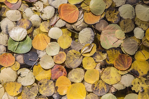 USA, Wyoming, Sublette County, Autumn aspen leaves floating on pond