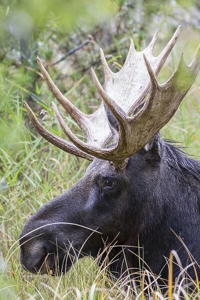 USA, Wyoming, Sublette County. Bull moose lying down in a grassy area displaying his large antlers