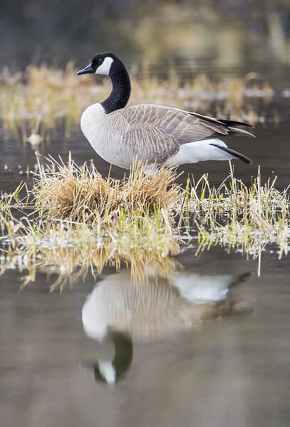 USA, Wyoming, Sublette County, Canada Goose in pond with reflection