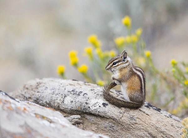 USA, Wyoming, Sublette County, Least Chipmunk with front-legs crossed after grooming