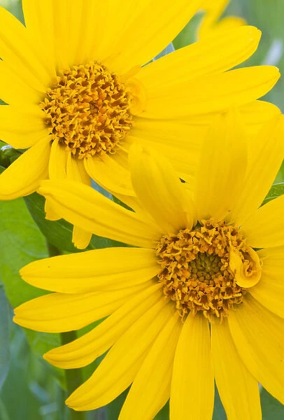USA, Wyoming, Sublette County, Close-up of two Arrowleaf Balsamroot flowers in bloom