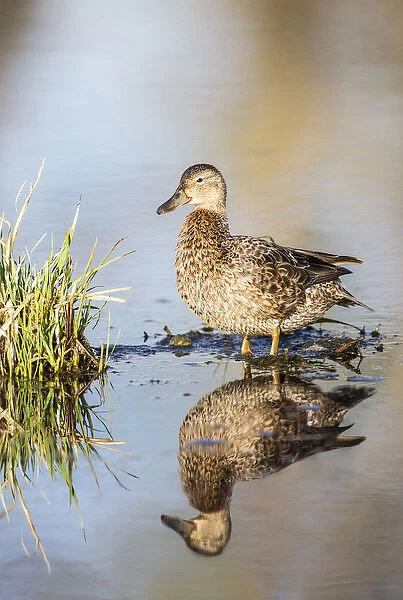 USA, Wyoming, Sublette County, Female Cinnamon Teal standing in pond with reflection