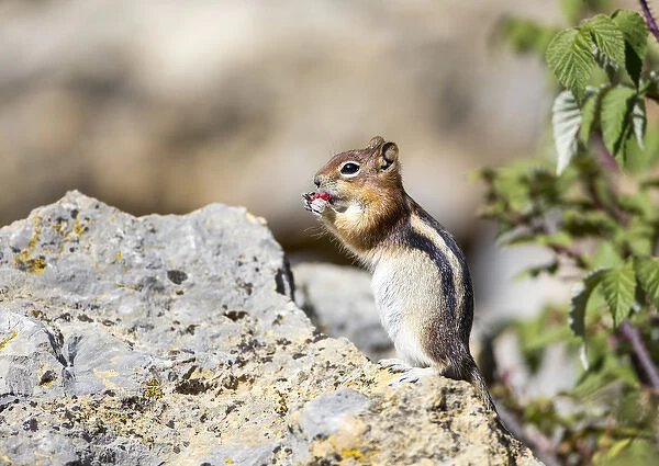 USA, Wyoming, Sublette County, Golden-mantled Ground Squirrel eating raspberry