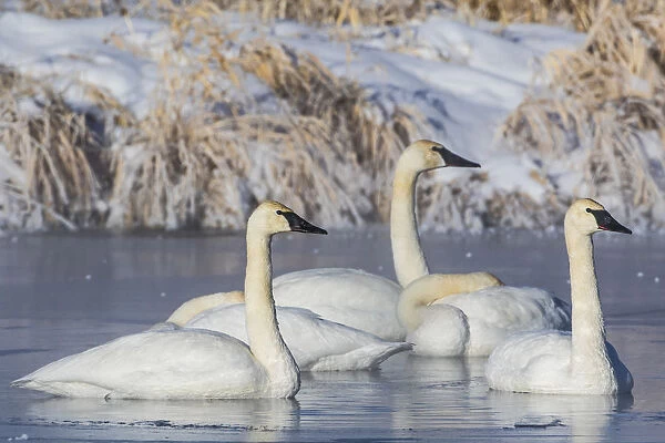 USA, Wyoming, Sublette County. Group of five Trumpeter Swans sitting on a partially