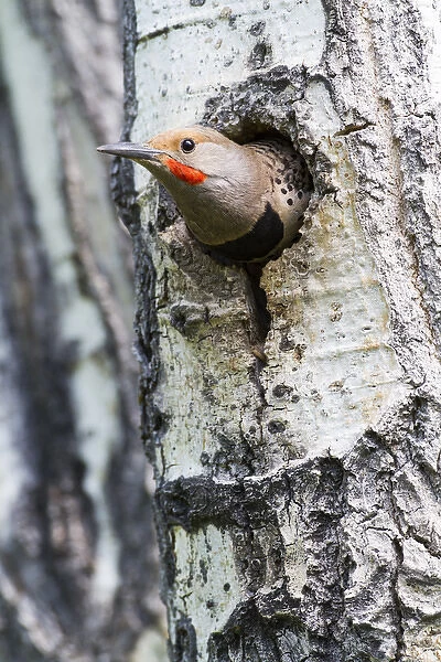 USA, Wyoming, Sublette County, Male Northern Flicker peering from nest cavity