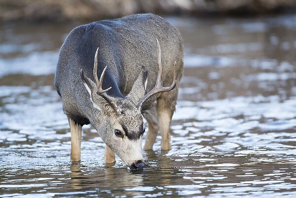 USA, Wyoming, Sublette County, Mule Deer buck drinking water from river