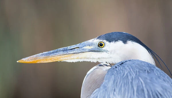 USA, Wyoming, Sublette County, Pinedale, Great Blue Heron portrait taken in July