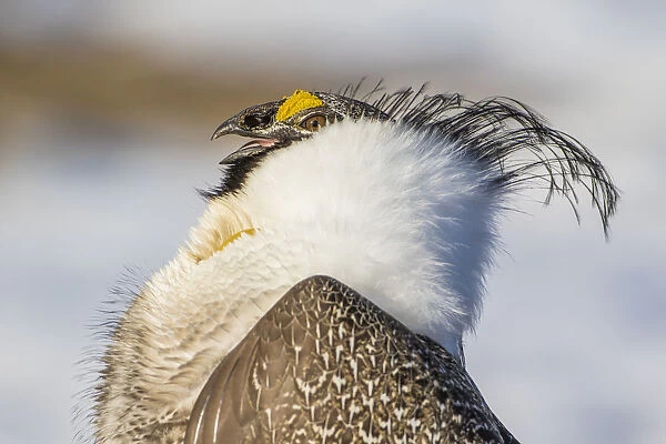 USA, Wyoming, Sublette County. Portrait of a male Greater Sage Grouse displaying on a lek in Spring