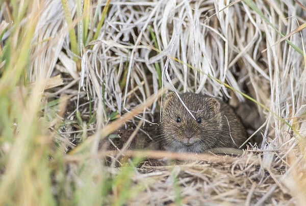 USA, Wyoming, Sublette County, a vole peers from its hole in the ground