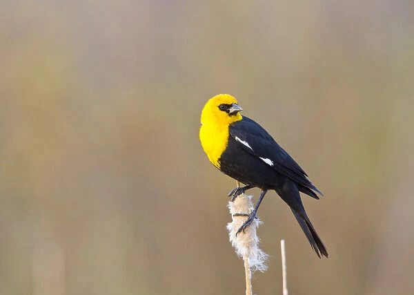 USA, Wyoming, Sublette County, Yellow-headed Blackbird perched on cattail