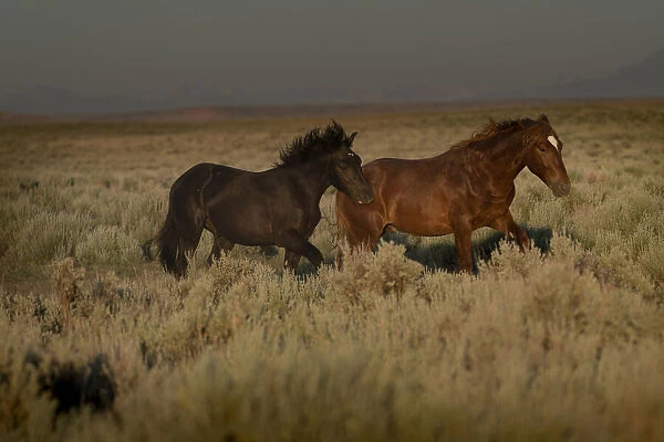 USA, Wyoming. Wild horses trotting across desert sage as rainstorm approaches