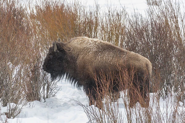 USA, Wyoming, Yellowstone National Park. Bison standing in snow