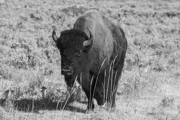 USA, Wyoming, Yellowstone National Park, Lamar Valley. American bison