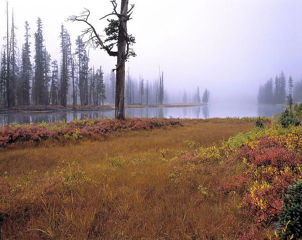 USA, Wyoming, Yellowstone NP. Autumn creeps mistily into Yellowstone NP, a World Heritage Site
