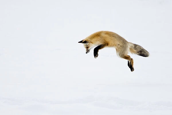 USA, Yellowstone National Park, Wyoming. A red fox leaps for his prey hiding under the snow