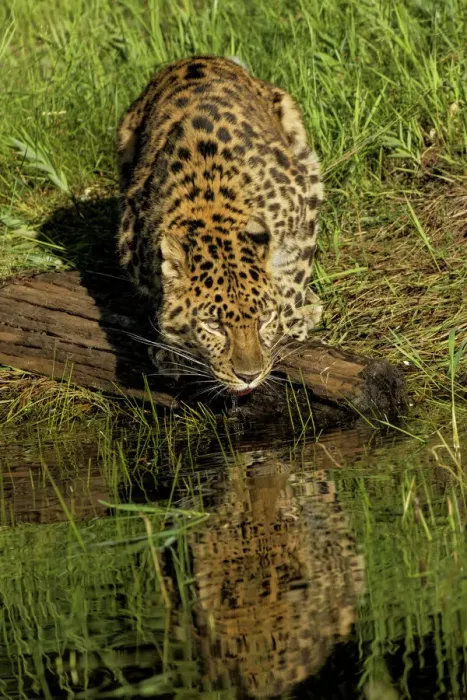Framed Print : Amur Leopard Print, Captive Drinking Scene Framed Print : Amur Leopard Print, Captive Drinking Scene