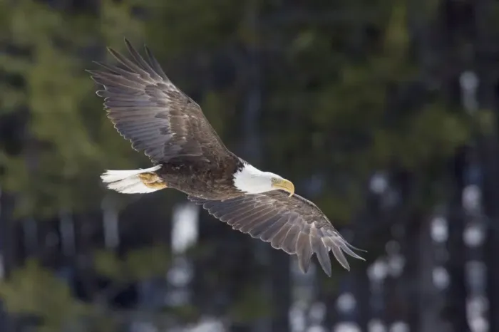 Framed Print : Bald Eagle Winter Flight Print Framed Print : Bald Eagle Winter Flight Print