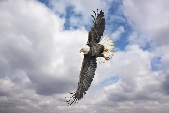 Framed Print : Balk Eagle Print (Wildlife) Framed Print : Balk Eagle Print (Wildlife)