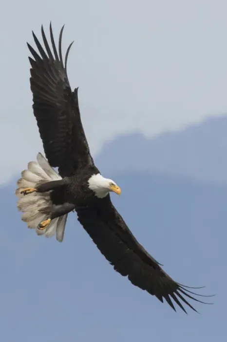 Framed Print : Bald Eagle Flight Print Framed Print : Bald Eagle Flight Print