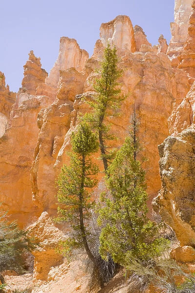 UT, Bryce Canyon National Park, Pine trees and soft reflected light