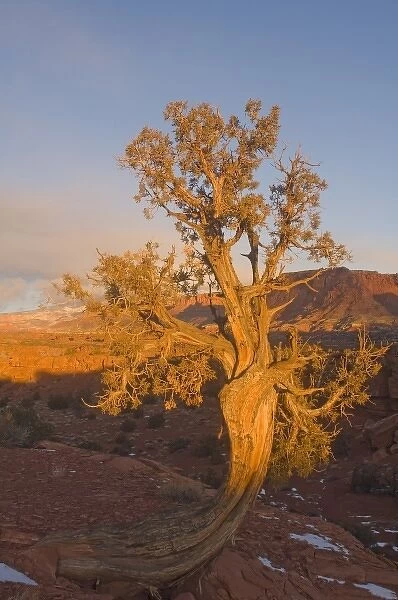 A Utah Juniper (Juniperus osteosperma) tree in wintertime, Capitol Reef National Park