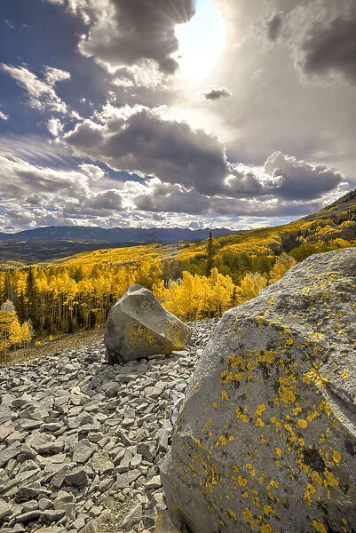 A valley of gold Aspen on Ohio Pass in the Colorado Rocky Mountains near Crested Butte