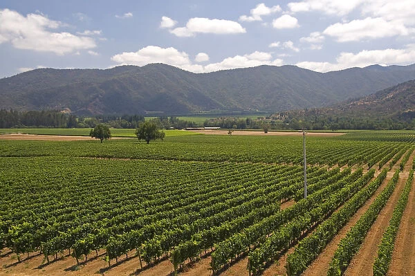 Veramonte vineyard near Santiago, Chile