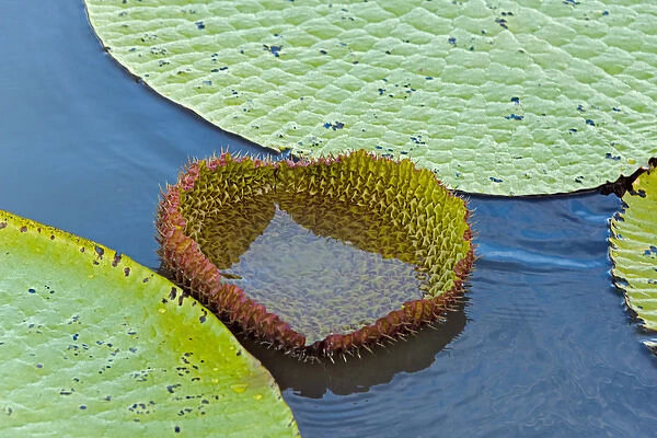 Victoria amazonica lily pads, new leaf, on Rupununi River, southern Guyana