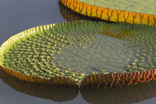 Victoria amazonica lily pads on Rupununi River, southern Guyana