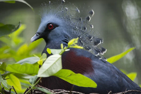 Victoria Crowed-Pigeon (Goura Victoria) native to New Guinea