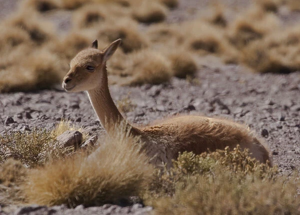 The vicuna is one of two wild South American camelids which live in the high alpine