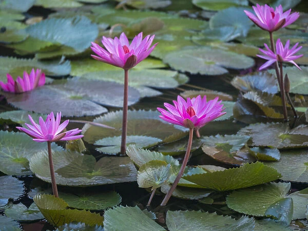 Vietnam, Mui Ne. Pink water lilies