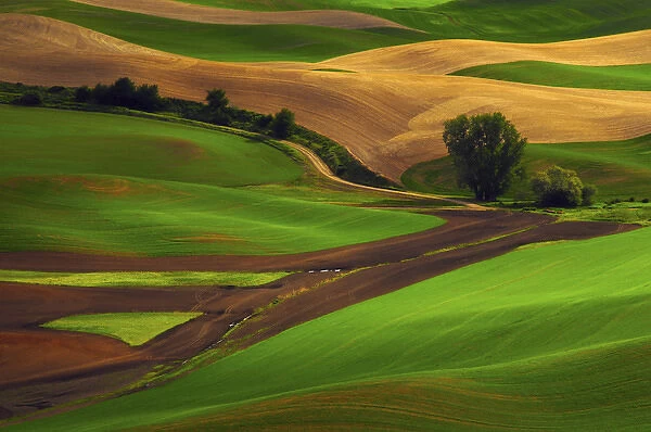 View of Palouse Cultivation Patterns from Steptoe Butte, Whitman County, Washington, USA