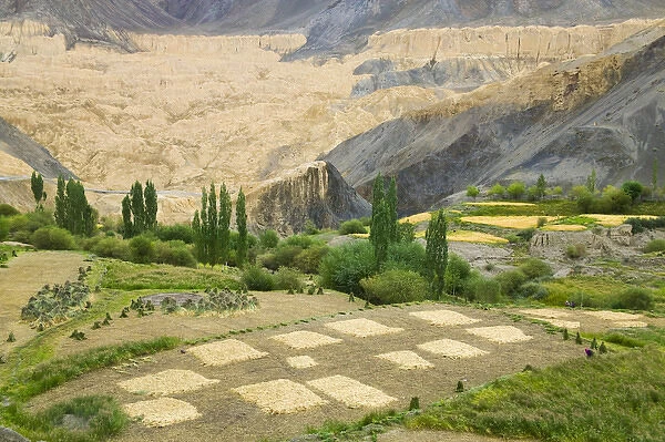 Village and barley field in the Himalayas, Ladakh, India