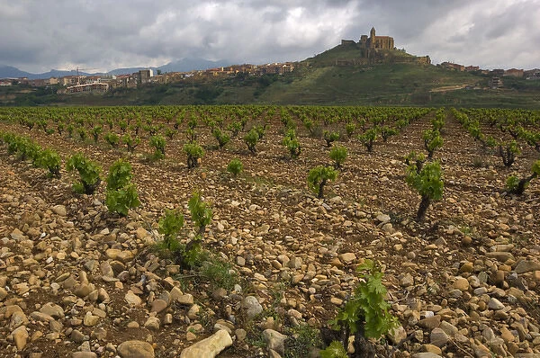 Vineyard in stony soil with San Vicente de la Sonsierra village on hill in the distance