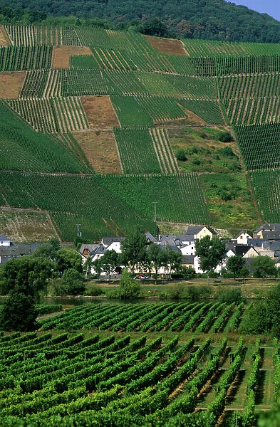 Vineyards in the Mosel Valley, Germany. germany, german, europe, european