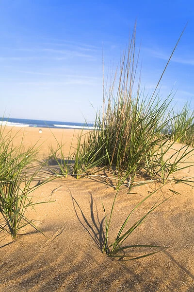 Virginia Beach, VA, USA - Sand patterned by blowing winds surround tufts of grass at the beach