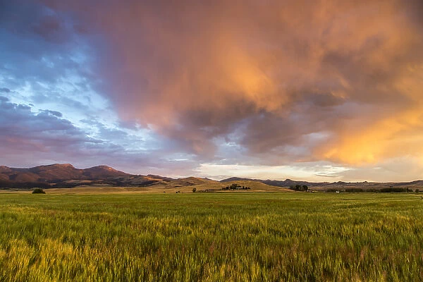 Vivid sunrise clouds over mid-growth wheat field and the Tobacco Root Mountains near Ennis