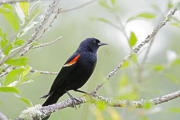 WA, Juanita Bay Wetland, Red-winged Blackbird, male (Agelaius phoeniceus)