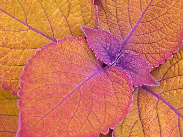 WA, Redmond, Coleus Plant, Leaf Design