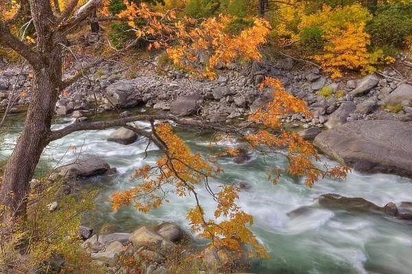 WA, Wenatchee National Forest, Maple tree and Wenatchee River, in Tumwater Canyon
