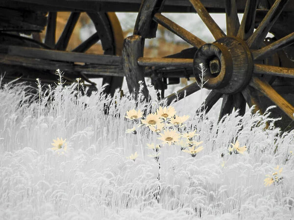Wagon wheels with Spring wildflowers