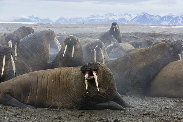 walrus group (Odobenus rosmarus) on shore, excited after being disturbed by tourists