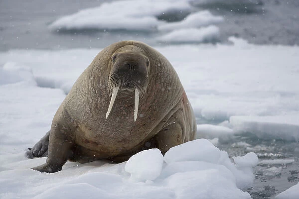 walrus (Odobenus rosmarus) on ice floe, June