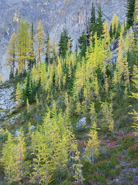 Washington State, North Cascades, Larch and Fir Trees